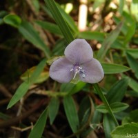 Murdannia simplex (Vahl) Brenan